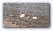 Luss : Zwanen op het meer Loch Lomond