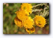 Elba :Enkele bloemen op een kleine wandeling