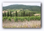 Wijnstreek rond S. Gimignano